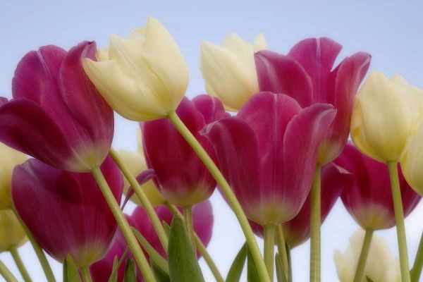 Detail of tulips